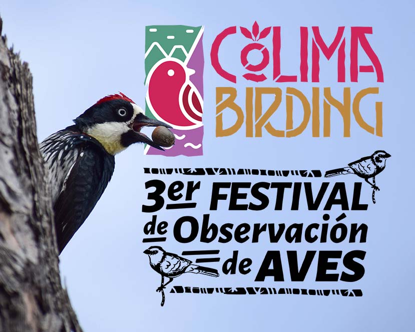 COLIMA BIRDING 2024